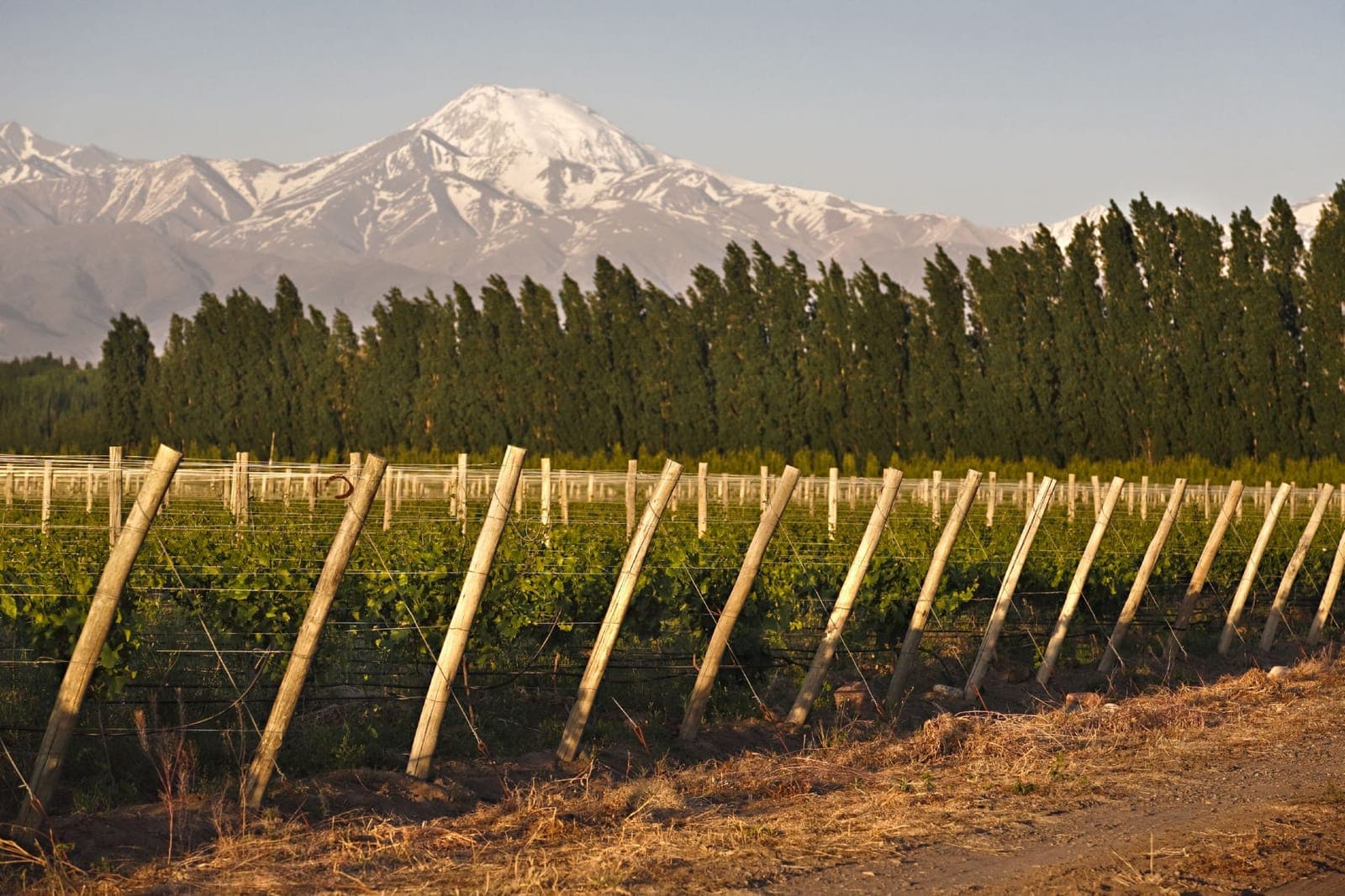 Viñedos de Atamisque con la cordillera de los Andes de fondo